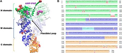 Insights into Hsp90 mechanism and in vivo functions learned from studies in the yeast, Saccharomyces cerevisiae